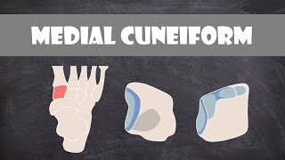 Medial Cuneiform Bone  Anatomy [upl. by Rockafellow480]