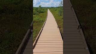 walking the Orono bog walk in Orono Maine today Sunday July 7th 2024 [upl. by Namilus]