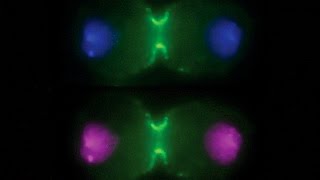 The molecular mechanism of cell division [upl. by Thornton]