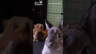 Netherland Dwarf Bunnies Just Relaxing About [upl. by Anailuj867]