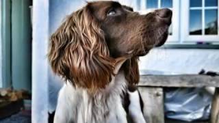 Springer Spaniel  8 weeks old to 2 years growing up [upl. by Abad972]