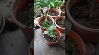 how to grow lisianthus plant gardening lisianthus trending plants [upl. by Soni]