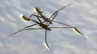 Water strider  walking on water [upl. by Hearn]