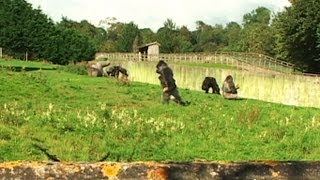 Gorilla Walks Like A Man  You Have Been Warned [upl. by Ninnetta]