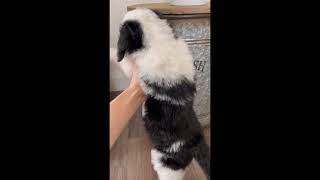 Betsy  F1 Female Standard Sheepadoodle dogsofyoutube puppies dogs doodle sheepadoodle cattle [upl. by Nuhsyar]