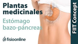 Todas las plantas medicinales para estómago y bazopáncreas [upl. by Nedia]