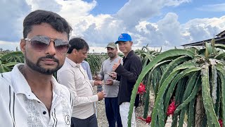 Dragon Fruit Farm Visit in Vietnam kisaanmitra dragonfruit dragonfruitfarming [upl. by Eveam]