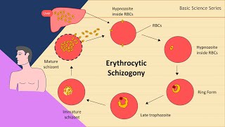 Erythrocytic schizogony  Plasmodium Life Cycle  Basic Science Series [upl. by Mila]