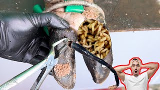 Cut Trim and Cleaning  Screw with Nails WAS STUCK IN cows hoof TL06 [upl. by Ennaeiluj]