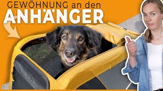 Hund an Fahrradanhänger gewöhnen I Einfache Anleitung [upl. by Reynold206]