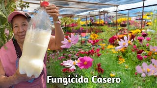 LA SOLUCIÓN para acabar con Los HONGOS DE tus plantas Fungicida Casero de LECHE en las flores [upl. by Rudolph]