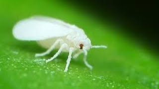 Whitefly Attack on Cotton Crops and Pest Control [upl. by Laeria]