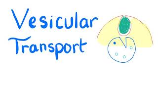 Vesicular Transport  Endocytosis and Exocytosis  Cell Physiology [upl. by Milzie629]