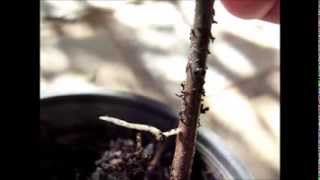 Propagating Jujube Trees from Cuttings [upl. by Kobe450]