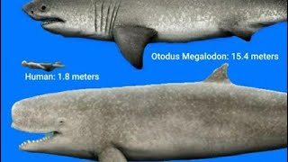 Sharkswhales size comparison a sticknodes animation [upl. by Denman189]