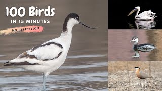 100 Birds of India in 15 Minutes  Part 1 No repeated bird [upl. by Elliott]