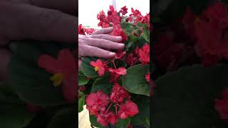 Gardening Tip  Double Begonia Flowers [upl. by Ontina38]