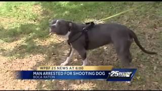 Man arrested for shooting neighbors pit bull [upl. by Sualocin]