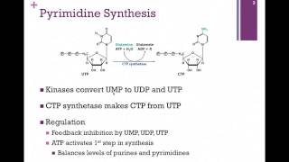 141Pyrimidine Synthesis [upl. by Juni]