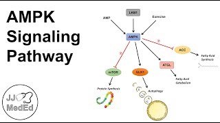 AMPK Signaling Pathway Regulation and Downstream Effects [upl. by Oahc]