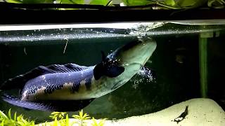 Channa marulioides Emperor snakehead feeding in slowmotion [upl. by Adikam]