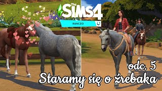 Koniara 5 🐴 Barabara koni  czy będzie z tego źrebię 🤭 RANCZO The Sims 4 [upl. by Porcia536]