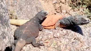 Phoenixs Fittest Male Chuckwalla Lizard Doing PushUps to Impress Girlfriend [upl. by Ydissahc]