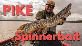 How to Fish for Northern Pike with a Spinnerbait Lure [upl. by Ivzt325]