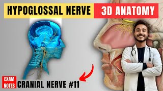 hypoglossal nerve anatomy  12th nerve anatomy  cranial nerve anatomy [upl. by Rustice]