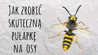 Pułapka na osy z butelki  Skuteczna i prosta  Sposób na wszystko [upl. by Enicul]