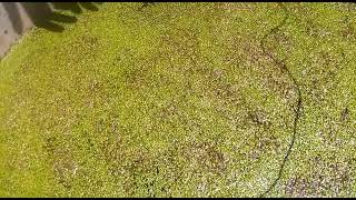 duckweed farmingduckweed seedshow to grow duckweed [upl. by Sou]