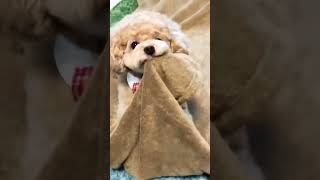 shorts😂cute dogs fun comedy Scopin song [upl. by Salvay]