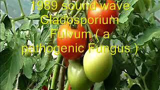 Rife Frequency  Cladosporium Fulvum  a pathogenic Fungus   Binaural Beats  1989 sound wave [upl. by Sykleb]