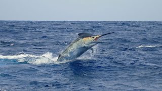 BKK Hooks Australia Monster Marlin Fishing Aboard Calypso with Captain Tim Dean  Full Movie [upl. by Enrobso]