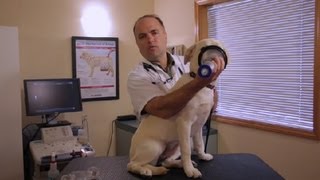 How to Administer an Inhaler to a Dog  Pet Health [upl. by Esadnac]