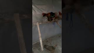 Ya se van a dormir las gallinas Brahma chicken shortvideo chickenbreed chickenvariety viral [upl. by Norahc]