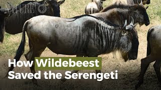 Wildebeests Are Saving The Serengeti [upl. by Slen204]