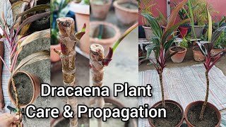 Dracaena Plant Care amp Propagation garden dracaena propagation plantcare [upl. by Irrol]