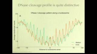 Mapping Nucleosome Positions Using DNase [upl. by Assirual198]