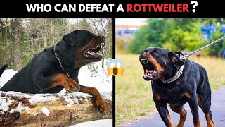 6 Dogs That Could Defeat a Rottweiler [upl. by Leonanie]