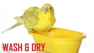 How to Wash amp Dry budgies foodwater container BUDGIE WHISPERER [upl. by Rosalinda726]