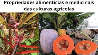 Algumas utilidades das culturas agrícolas contidas na agrofloresta [upl. by Nosauq]