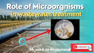 Role of Microorganisms in wastewater treatment Biofilm Activated sludge [upl. by Ihel]