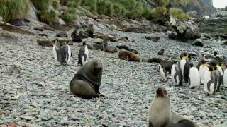 Antarctic Voyage on board mv Plancius part 1 of 3 [upl. by Siuqcram]