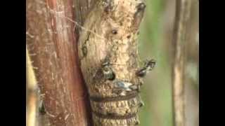 Pteromalidae  Pteromalus puparum infects a chrysalis of Papilio machaon [upl. by Audun]