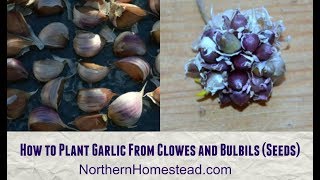 How to Plant Garlic From Cloves and Bulbils Seeds [upl. by Namurt]