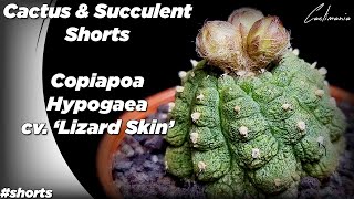 Copiapoa Hypogaea cv Lizard Skin 🦎  shorts [upl. by Alacim]