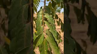 Olha o khaya Senegalensis sem chuva a mais de 5 meses [upl. by Roper348]