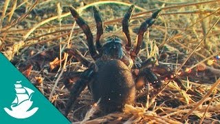 Los Sentidos Animales más Desarrollados documental completo [upl. by Erlewine]