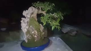 Ficus on rock  Red Balete  Ficus concinna  Bonsai basics [upl. by Acinoreb]